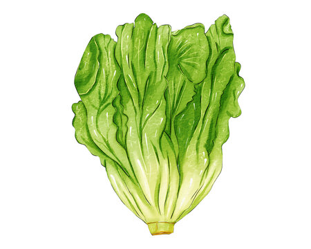 生菜插畫元素