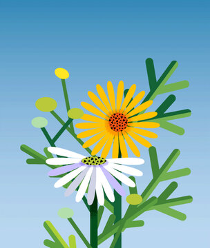 夏日藍天洋甘菊