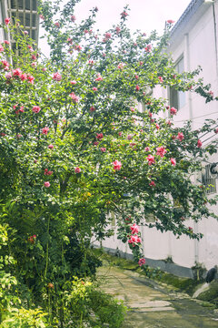 木槿花開
