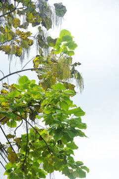 仰拍梓樹枝葉