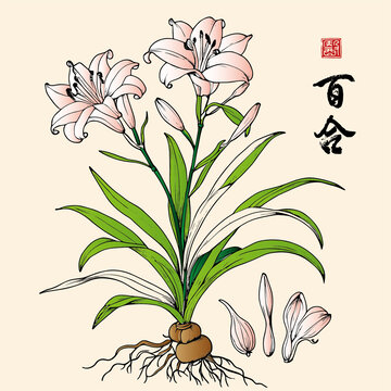 百合花