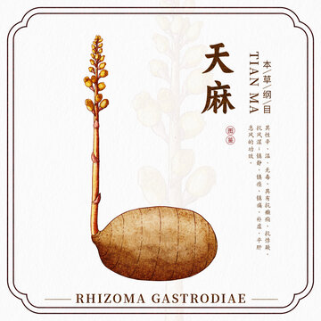 天麻