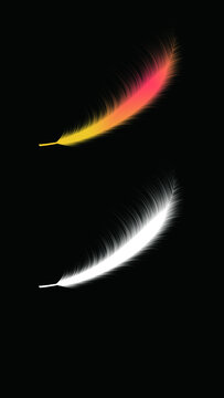 羽毛