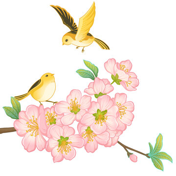 桃花手繪插畫(huà)