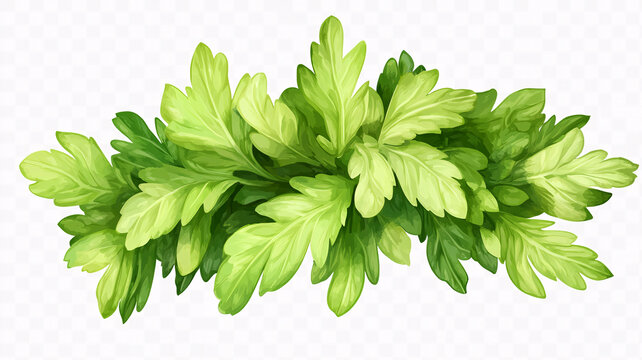艾葉草藥