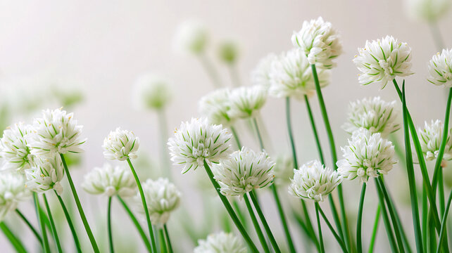 蔥花高清