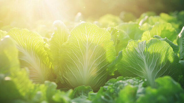 陽(yáng)光下的青菜