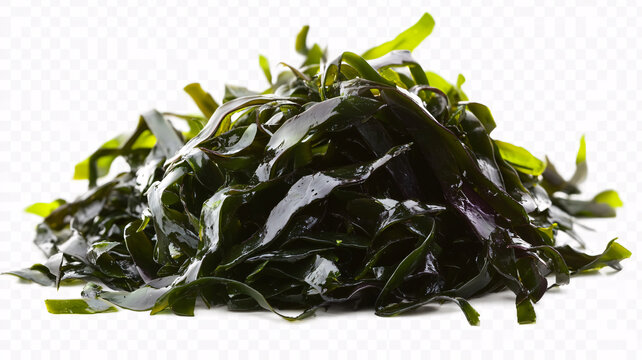 海帶結(jié)素材