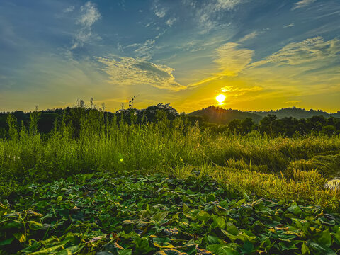 田園日落