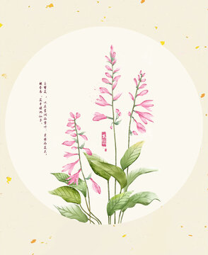 淡彩粉色玉簪花元素插畫