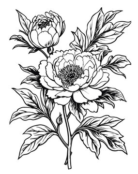 牡丹花線描花朵矢量線描素材eps格式