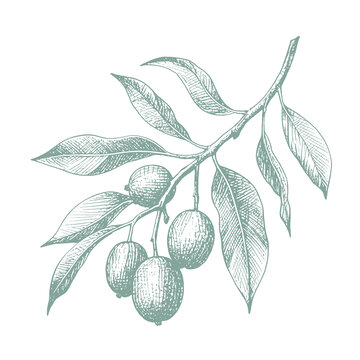 橄欖手繪插畫