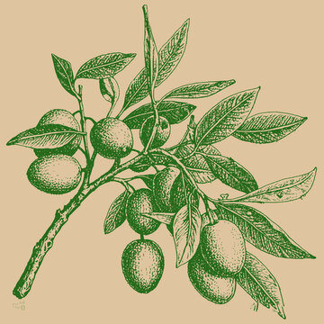 橄欖包裝插圖