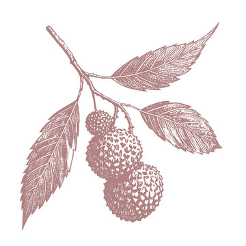荔枝插畫