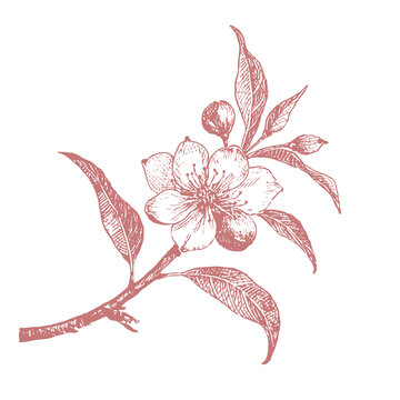 手繪桃花插畫(huà)