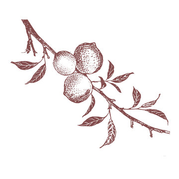 手繪桃子插畫