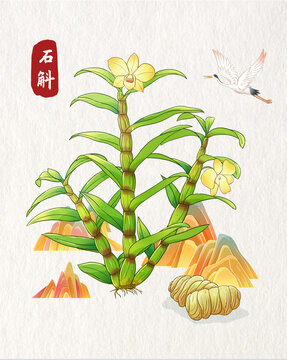 石斛插畫