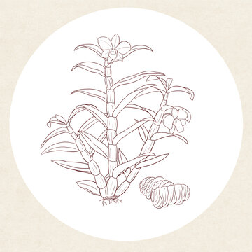 石斛插畫線稿