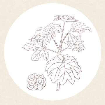 通草插畫線稿