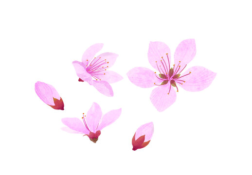 水彩風(fēng)桃花花朵免摳插畫素材