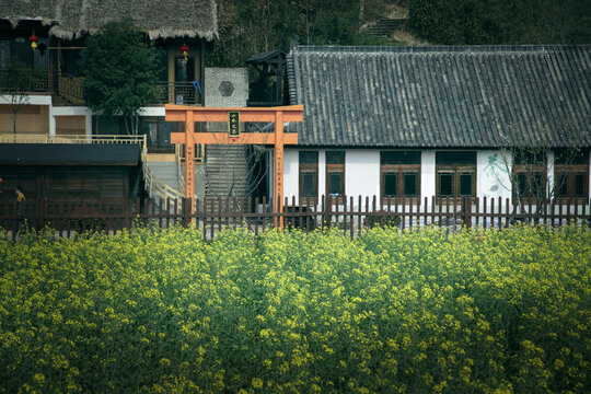 寧波東錢湖古村油菜花