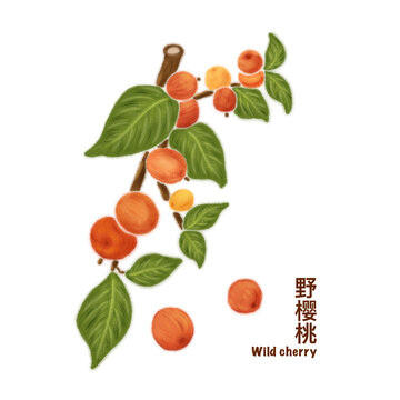 野櫻桃