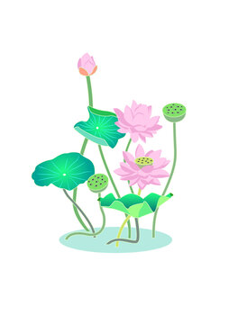 荷花插畫