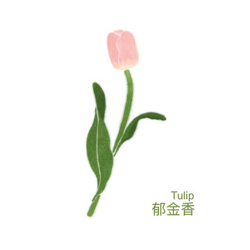 手繪郁金香