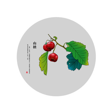 山楂2
