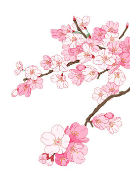 櫻花