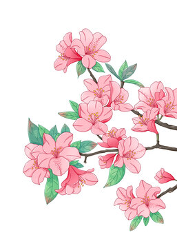 杜鵑花