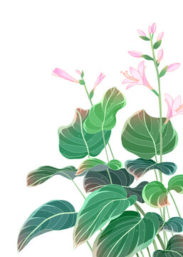 玉簪花