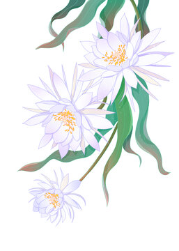 曇花