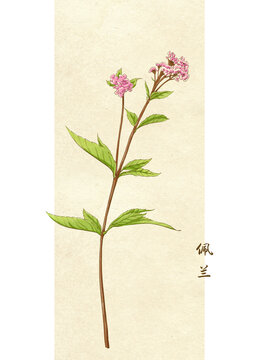 佩蘭水彩手繪圖案草本植物