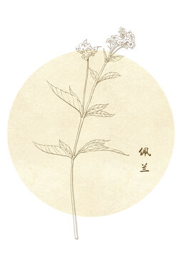 佩蘭線描手繪圖案草本植物