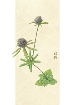 續(xù)斷草水彩手繪圖案草本植物