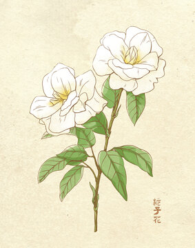 梔子花水彩手繪