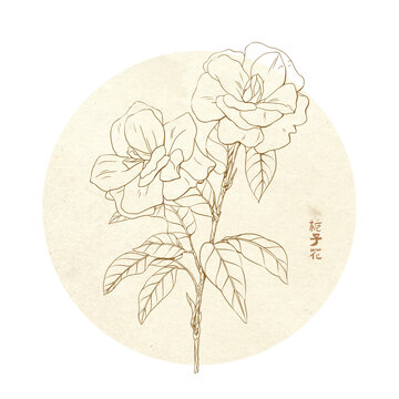 梔子花線描中國風