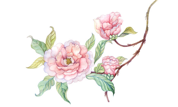 手繪水彩山茶花