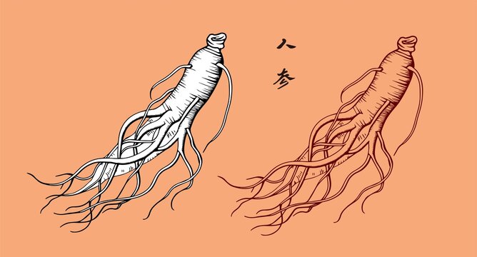 人參包裝插畫