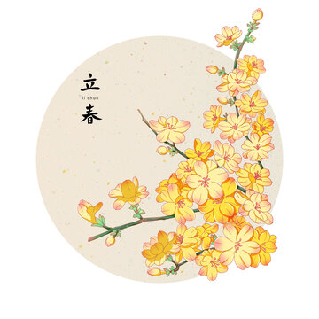 二十四節(jié)氣立春迎春花