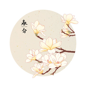 二十四節氣春分白玉蘭