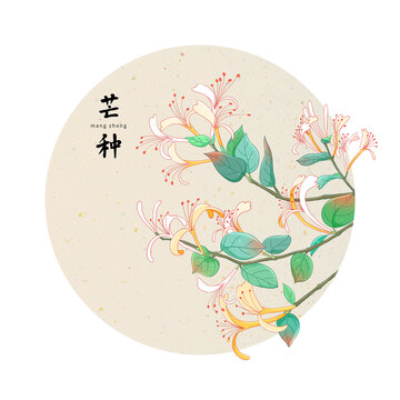 二十四節(jié)氣芒種金銀花