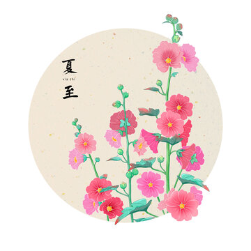 二十四節(jié)氣夏至蜀葵