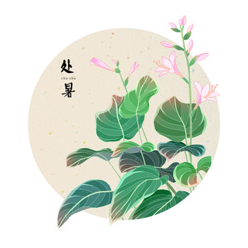 二十四節(jié)氣處暑玉簪花