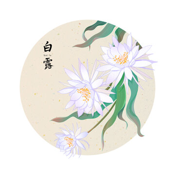 二十四節(jié)氣白露曇花