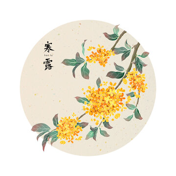 二十四節(jié)氣寒露桂花