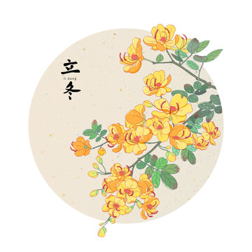 二十四節(jié)氣立冬雙莢決明