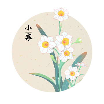 二十四節(jié)氣小寒水仙花