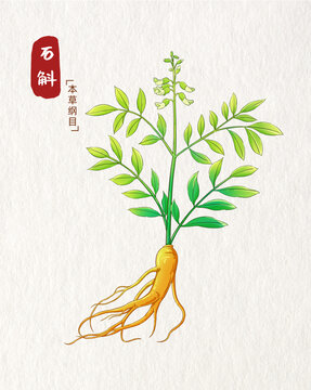 苦參插畫